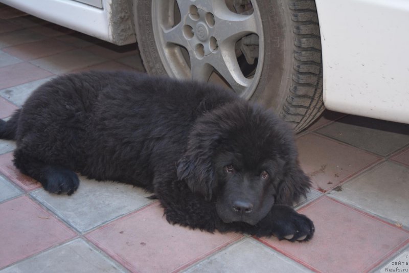 Фото: ньюфаундленд Терра Виктория Блэйз оф Найтс фо Хелен