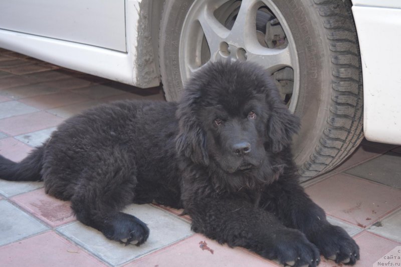 Фото: ньюфаундленд Терра Виктория Блэйз оф Найтс фо Хелен