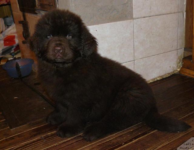 Фото: ньюфаундленд Марица с Берега Дона для Пчёлкиного Дома (Maritsa s Berega Dona for Pchiolkin Dom)