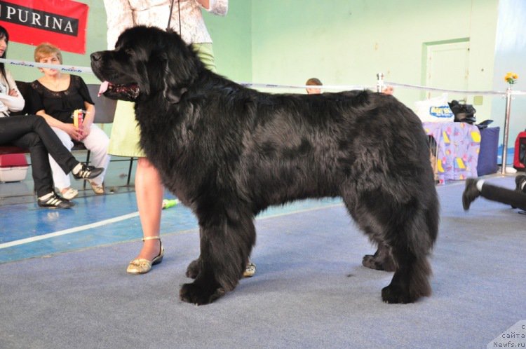 Фото: ньюфаундленд Айвенго Вива Дженис (Ayvengo Viva Jeniz)