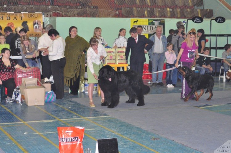 Фото: ньюфаундленд Айвенго Вива Дженис (Ayvengo Viva Jeniz)