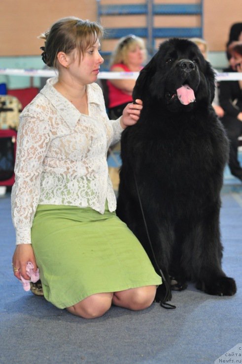 Фото: ньюфаундленд Айвенго Вива Дженис (Ayvengo Viva Jeniz), Евгения Лялякина