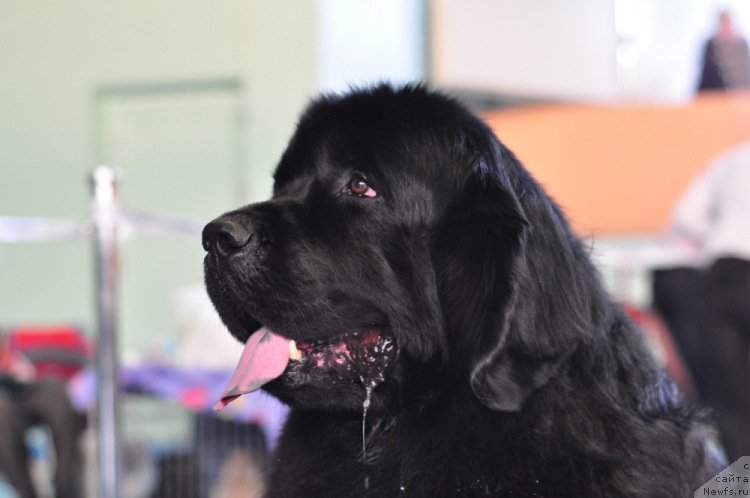 Фото: ньюфаундленд Айвенго Вива Дженис (Ayvengo Viva Jeniz)