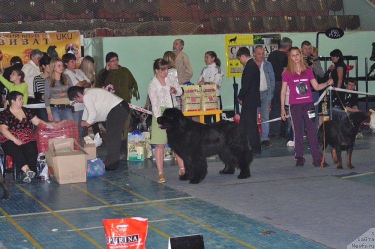 Фото: ньюфаундленд Айвенго Вива Дженис (Ayvengo Viva Jeniz)