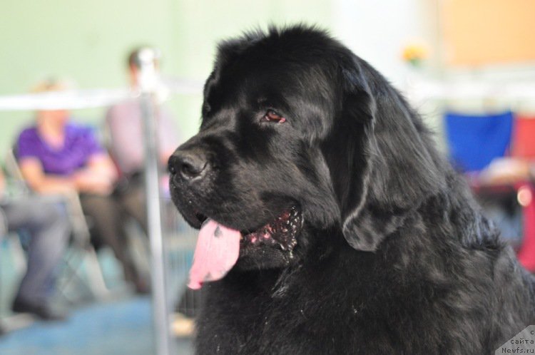 Фото: ньюфаундленд Айвенго Вива Дженис (Ayvengo Viva Jeniz)