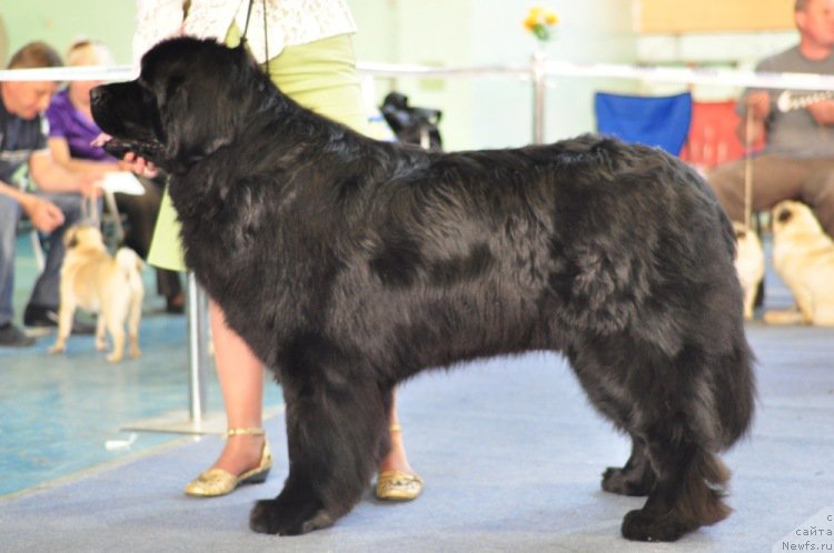 Фото: ньюфаундленд Айвенго Вива Дженис (Ayvengo Viva Jeniz)