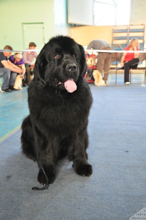 Фото: ньюфаундленд Айвенго Вива Дженис (Ayvengo Viva Jeniz)