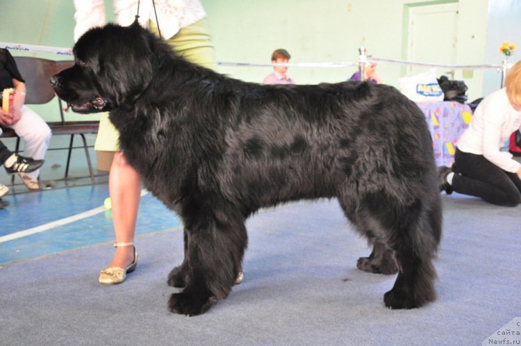 Фото: ньюфаундленд Айвенго Вива Дженис (Ayvengo Viva Jeniz)