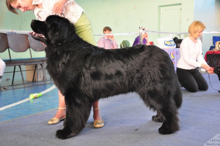 Фото: ньюфаундленд Айвенго Вива Дженис (Ayvengo Viva Jeniz)