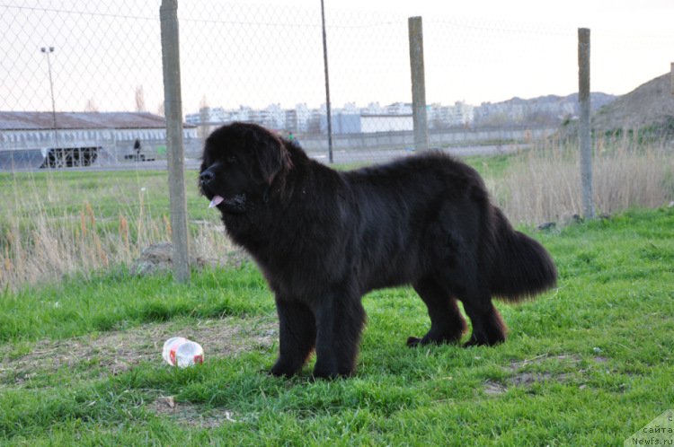 Фото: ньюфаундленд Чарующая Дженни (Charuyushaya Dzhenni)