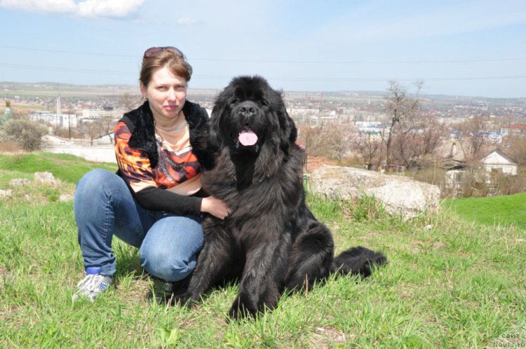 Фото: ньюфаундленд Чарующая Дженни (Charuyushaya Dzhenni), Евгения Лялякина