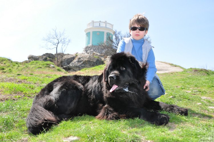 Фото: ньюфаундленд Чарующая Дженни (Charuyushaya Dzhenni)