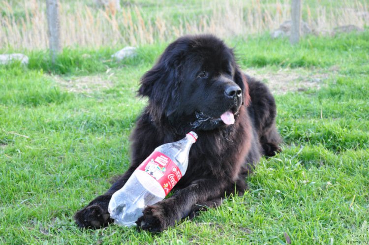 Фото: ньюфаундленд Чарующая Дженни (Charuyushaya Dzhenni)