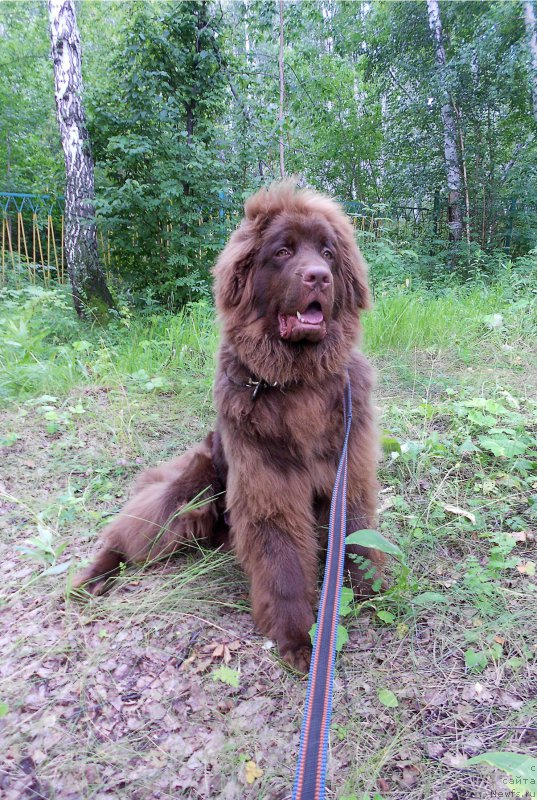 Фото: ньюфаундленд Браунблад МСК Сайлас Соул Дрим