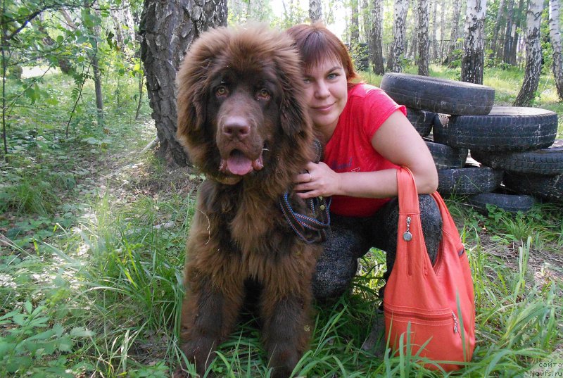 Фото: ньюфаундленд Браунблад МСК Сайлас Соул Дрим