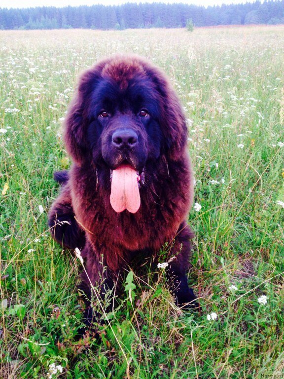 Фото: ньюфаундленд Брифт Стар Наилинг Лео