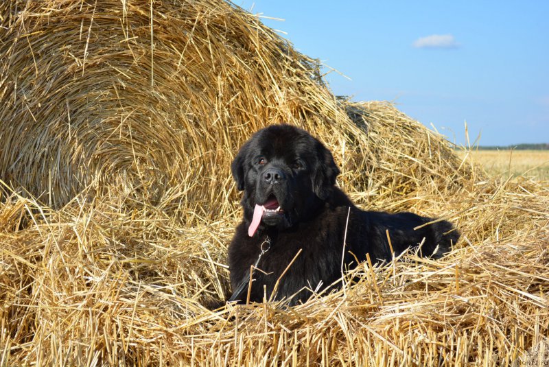 Фото: ньюфаундленд Белкондер-Клаб Блэк Бейлиз (Belkonder-Club Black Baileys)