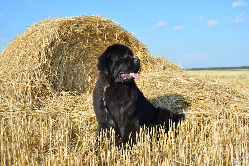 Фото: ньюфаундленд Белкондер-Клаб Блэк Бейлиз (Belkonder-Club Black Baileys)