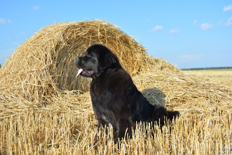 Фото: ньюфаундленд Белкондер-Клаб Блэк Бейлиз (Belkonder-Club Black Baileys)