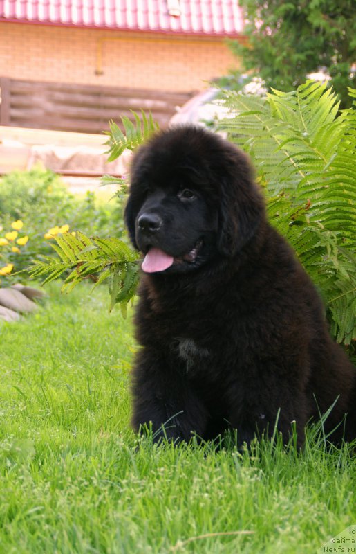 Фото: ньюфаундленд Сноу Викинг Аргус