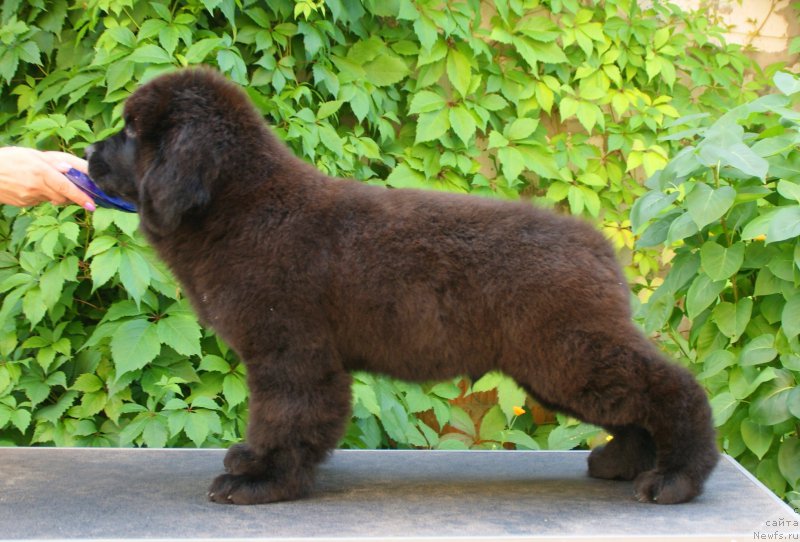 Фото: ньюфаундленд Сноу Викинг Антуан