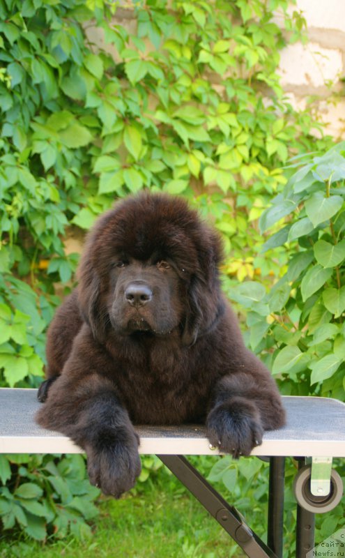 Фото: ньюфаундленд Сноу Викинг Антуан