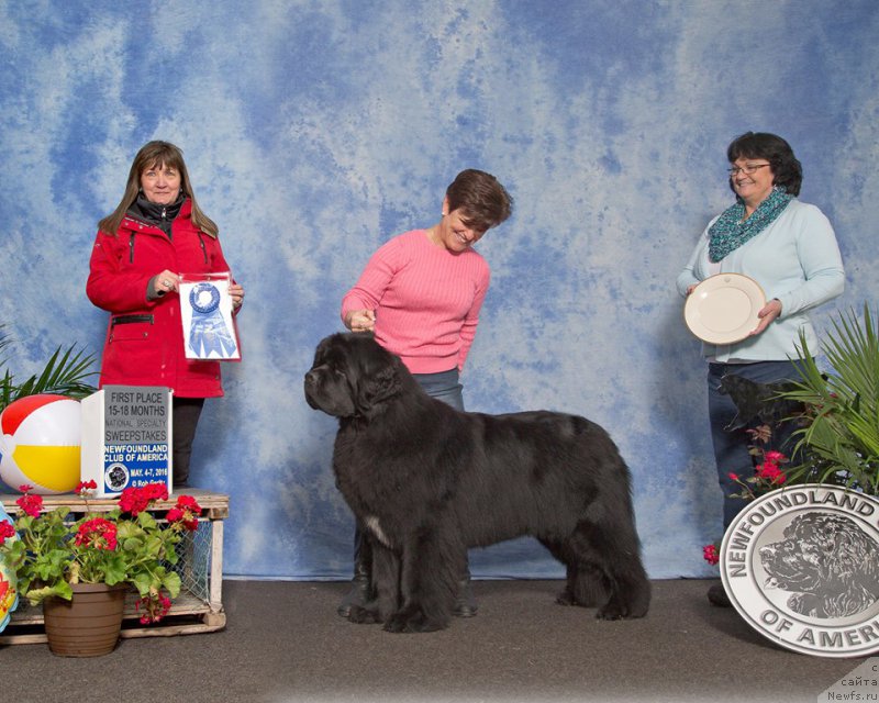 Фото: ньюфаундленд Starstrucks Celtic Legend at Camelot