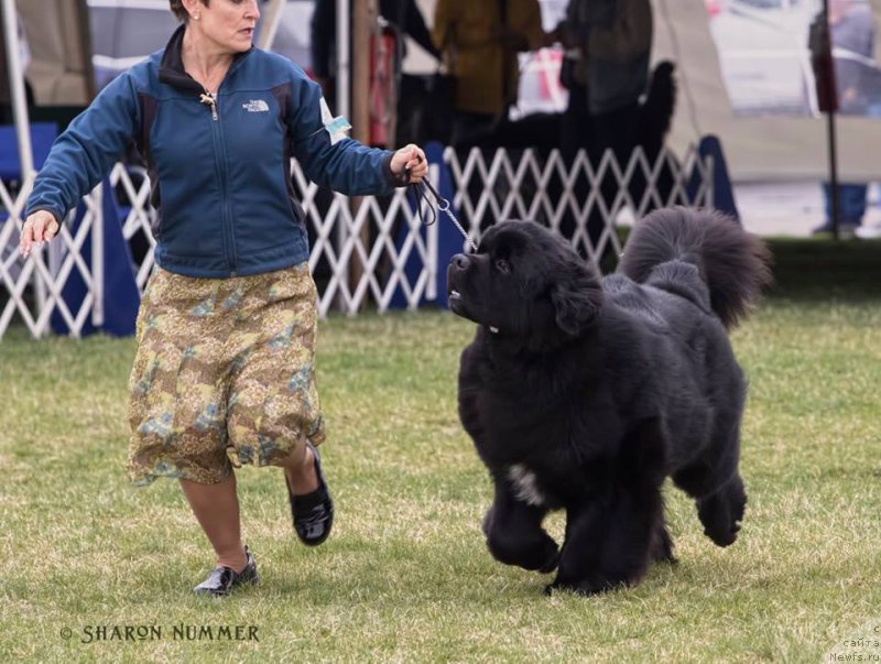 Фото: ньюфаундленд Starstrucks Celtic Legend at Camelot