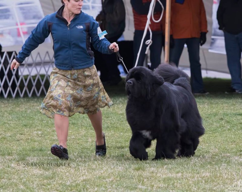 Фото: ньюфаундленд Starstrucks Celtic Legend at Camelot