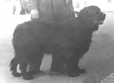 Фото: ньюфаундленд Эль Эсмеральда