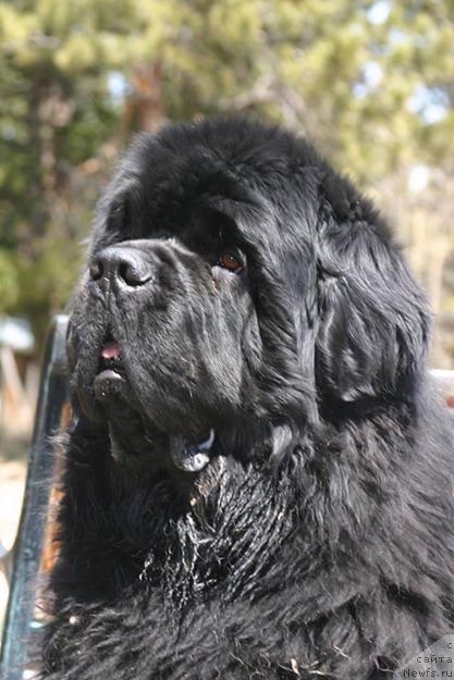 Фото: ньюфаундленд Kilykas Fireside Black Fire