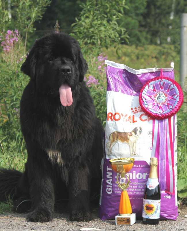 Фотография № 210914