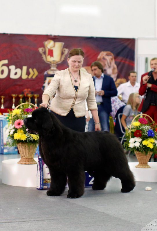 Фото: ньюфаундленд Акватория Келвин Заския