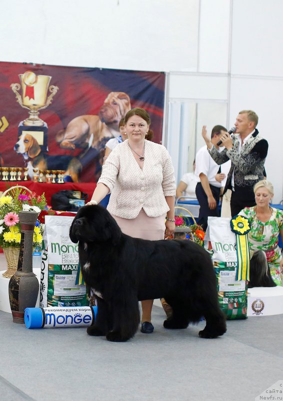 Фото: ньюфаундленд Акватория Келвин Щедривчик (Aquatoriya Kelvin Schedrivchik), Татьяна Абутова