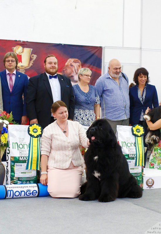 Фото: ньюфаундленд Акватория Келвин Щедривчик (Aquatoriya Kelvin Schedrivchik)