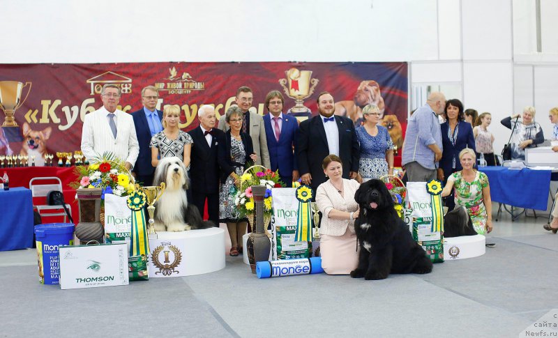 Фото: ньюфаундленд Акватория Келвин Щедривчик (Aquatoriya Kelvin Schedrivchik)