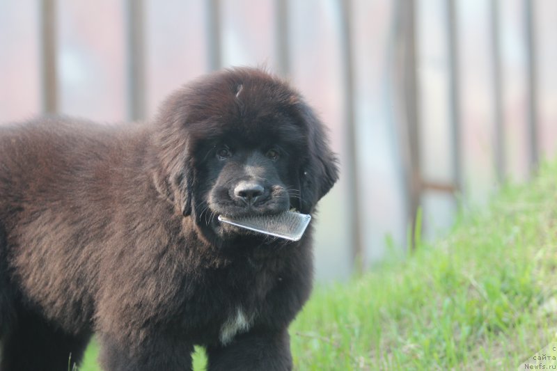 Фото: ньюфаундленд Акватория Келвин Авантюрист (Aquatoriya Kelvin Avanturist), ньюфаундленд Акватория Келвин Щедрость Фортуны (Aquatoriya Kelvin Schedrost Fortuny)