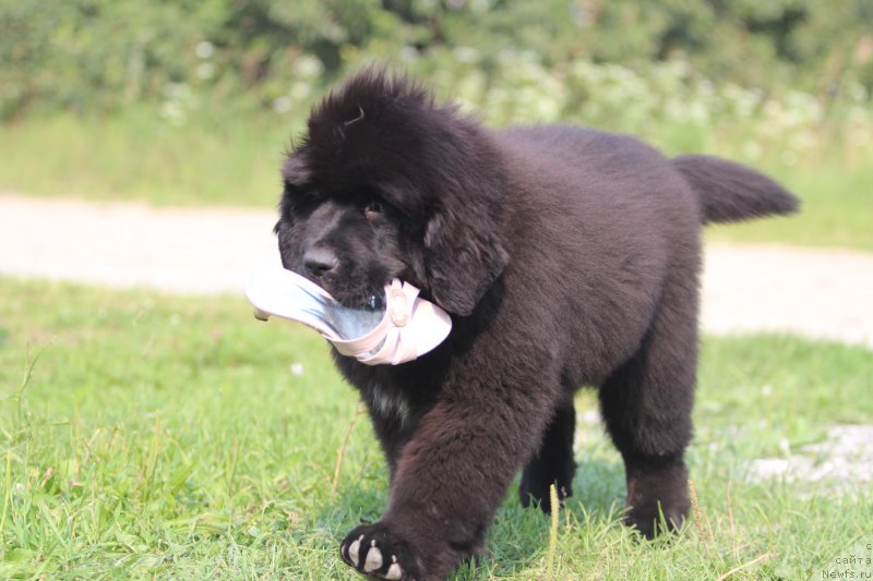 Фотография № 210940