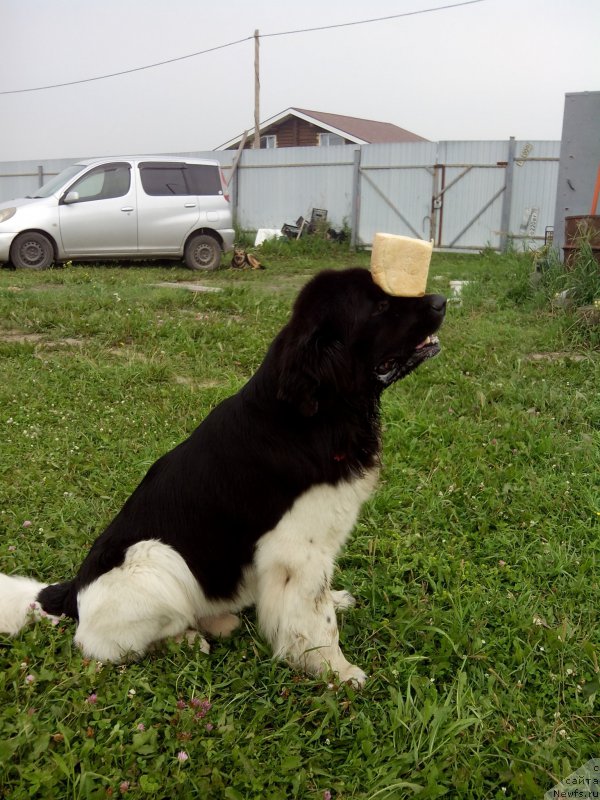 Фотография № 210943