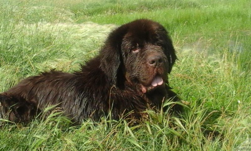 Фото: ньюфаундленд Черный Шарм Амбер Бест Дог ФО Марлеон