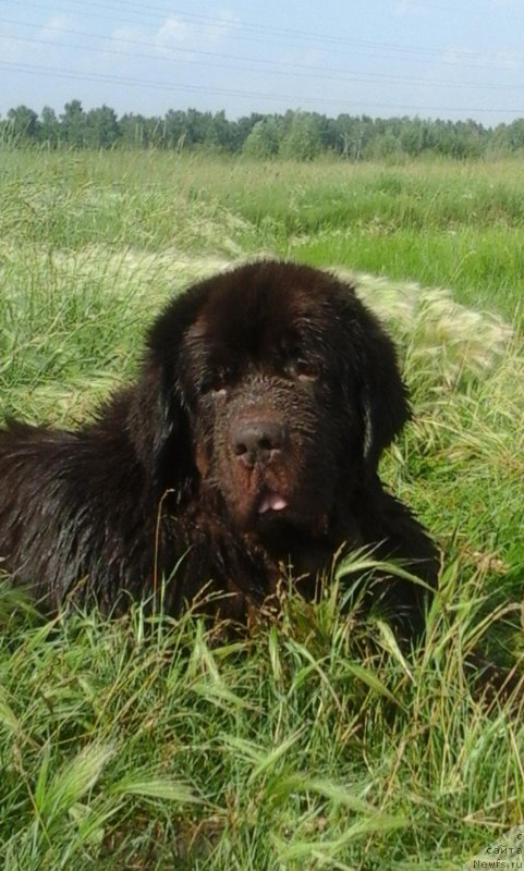 Фото: ньюфаундленд Черный Шарм Амбер Бест Дог ФО Марлеон