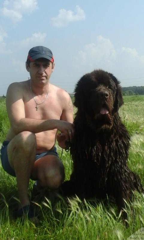 Фото: ньюфаундленд Черный Шарм Амбер Бест Дог ФО Марлеон