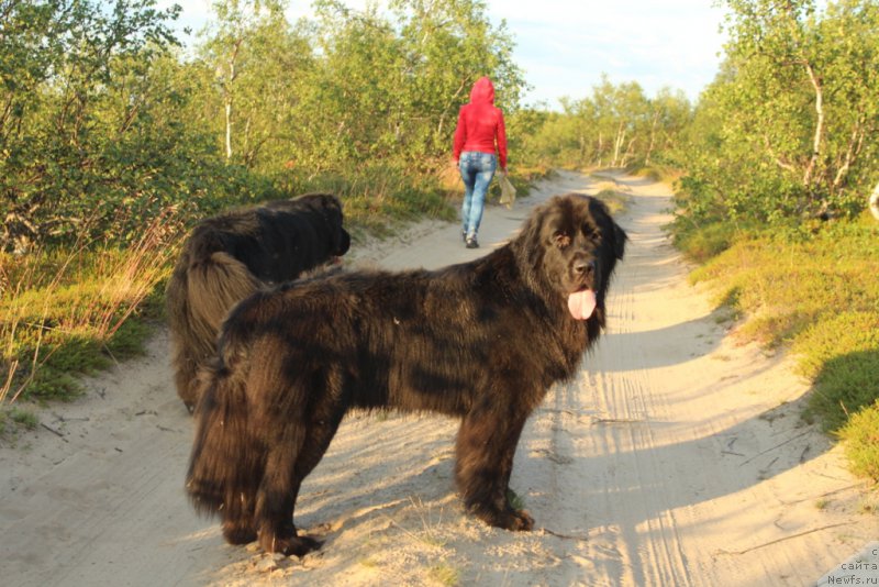 Фото: ньюфаундленд Леди Фортуна