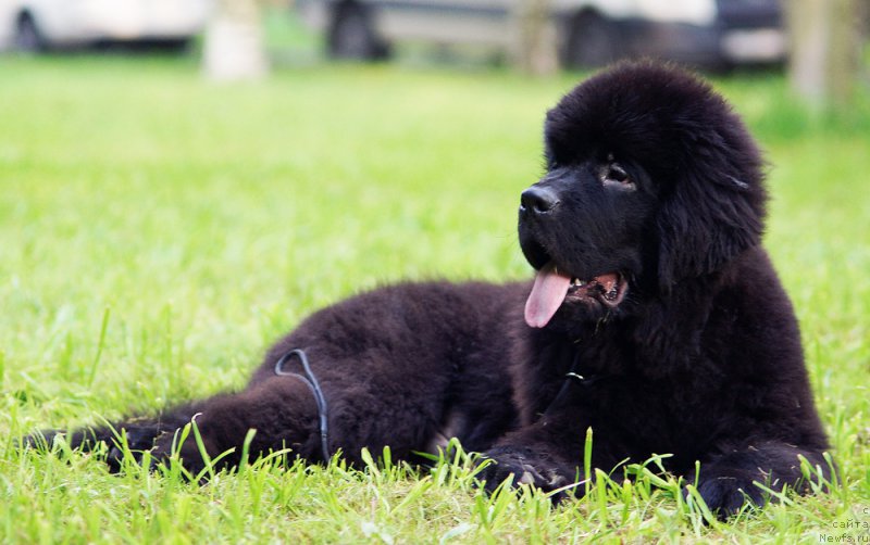 Фото: ньюфаундленд Бегущая по Волнам Гейм оф Тхронес