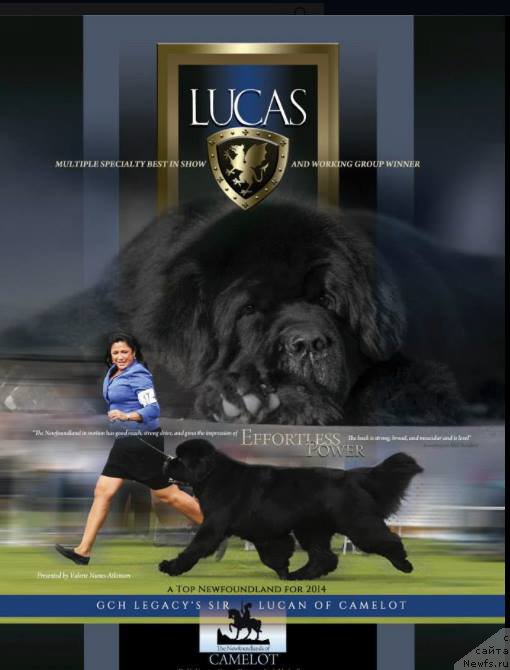 Фото: ньюфаундленд Legacys Sir Lucan of Camelot