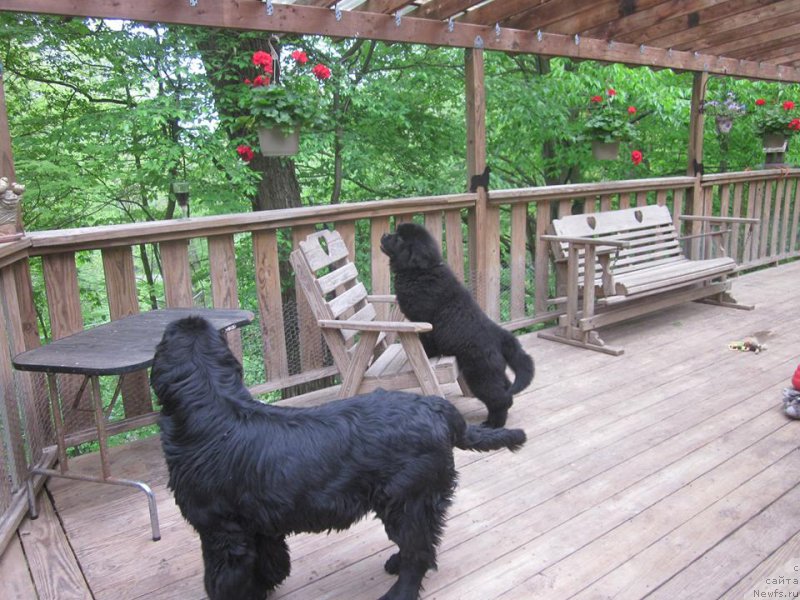 Фото: ньюфаундленд Numas She's A Gem, ньюфаундленд Numas Gift in May for Toptyzhka