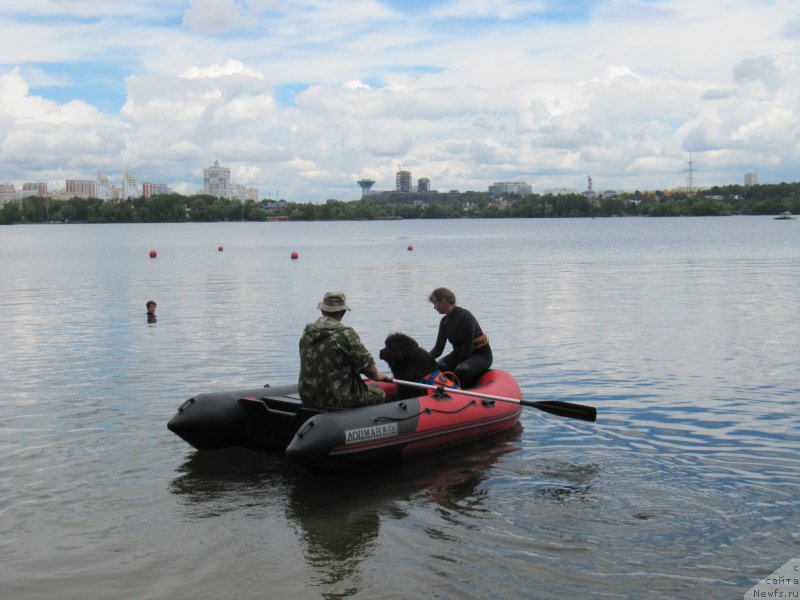 Фото: ньюфаундленд Мелти Вейв Марин Тифея (Melty Wave Marine Tifeya), Анна Петрушкина