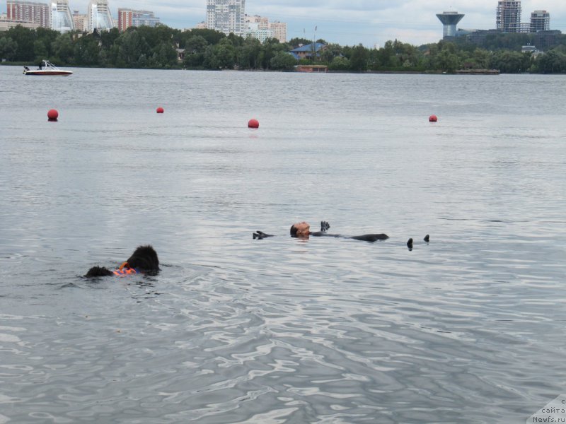 Фото: ньюфаундленд Мелти Вейв Марин Тифея (Melty Wave Marine Tifeya), Александра Фетисова