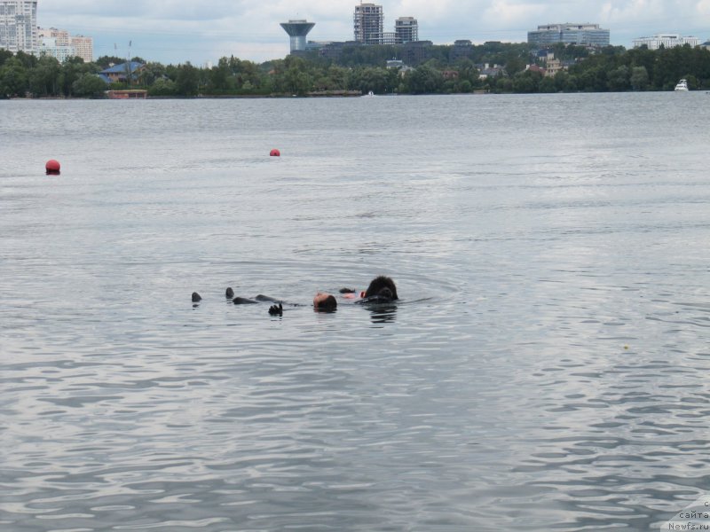 Фото: ньюфаундленд Мелти Вейв Марин Тифея (Melty Wave Marine Tifeya), Александра Фетисова