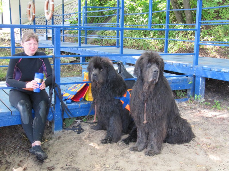 Фото: Анна Петрушкина, ньюфаундленд Дюрбахлер Клаб Альфаретта Виньетта, ньюфаундленд Мелти Вейв Марин Тифея (Melty Wave Marine Tifeya)